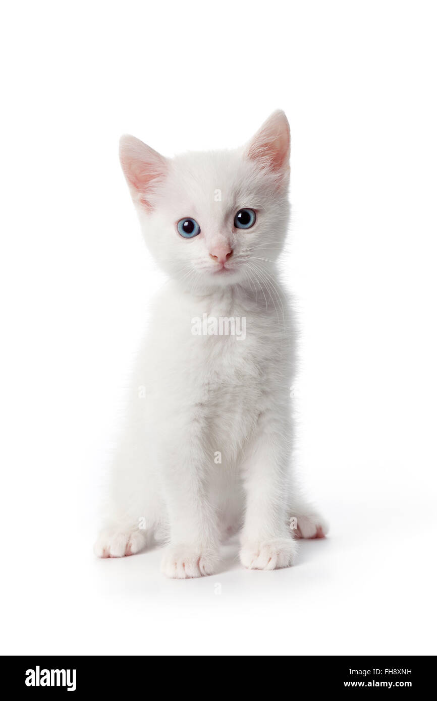 Mignon chaton blanc aux yeux bleus sur fond blanc Photo Stock - Alamy