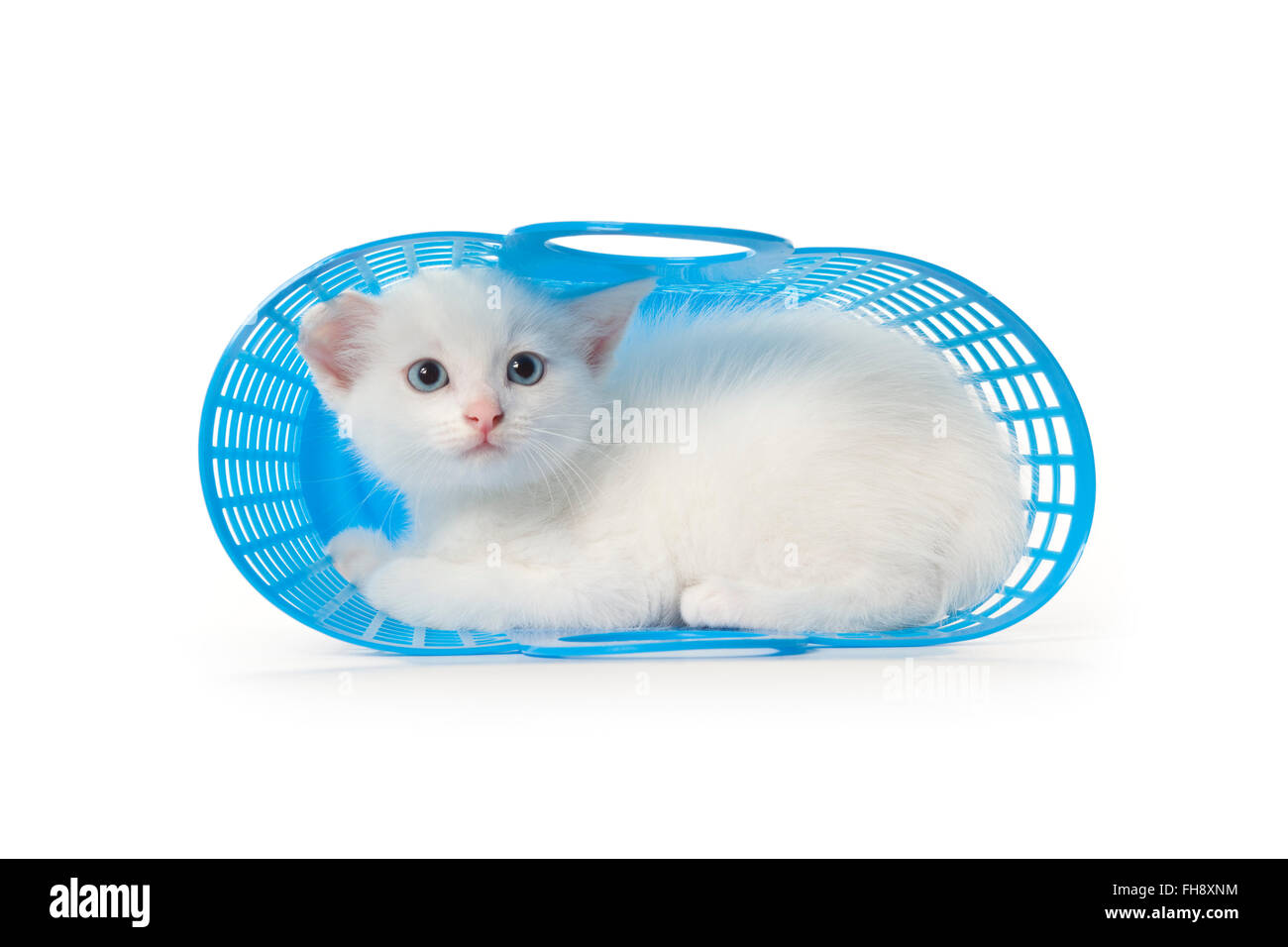 Mignon chaton blanc aux yeux bleus dans un panier en plastique bleu sur fond blanc Banque D'Images