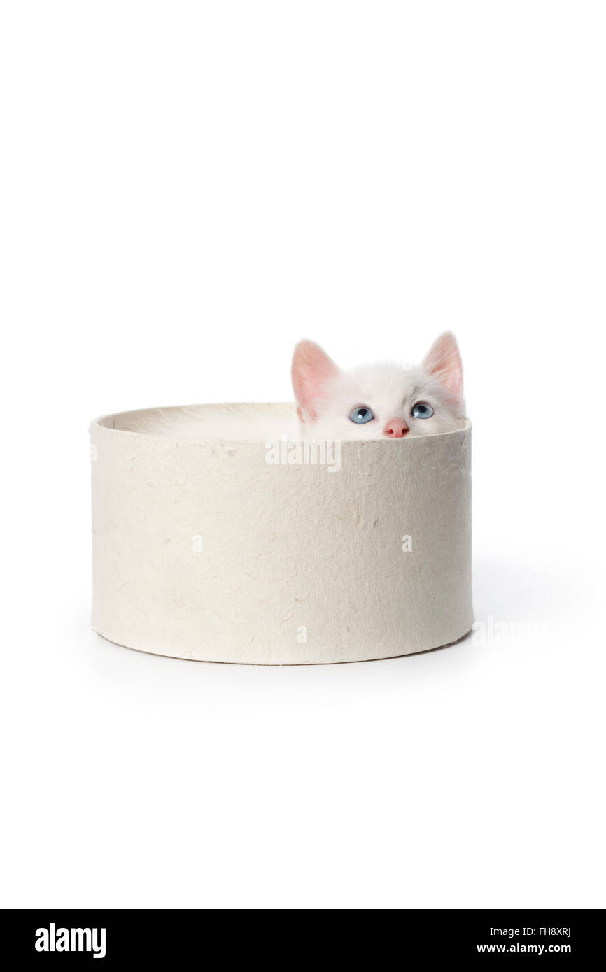 Mignon chaton blanc aux yeux bleus dans une boîte sur fond blanc Banque D'Images