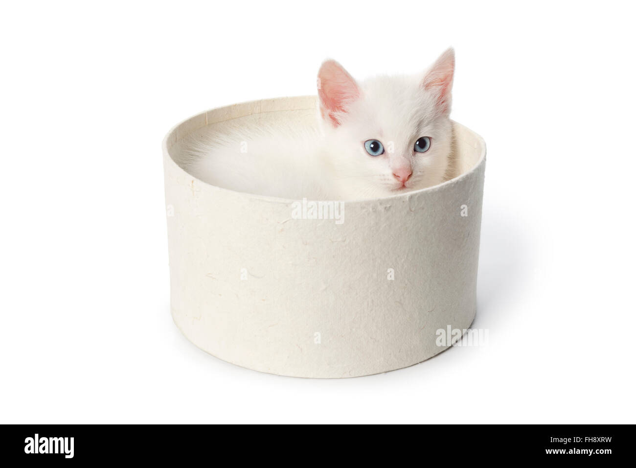 Mignon chaton blanc aux yeux bleus dans une boîte sur fond blanc Banque D'Images