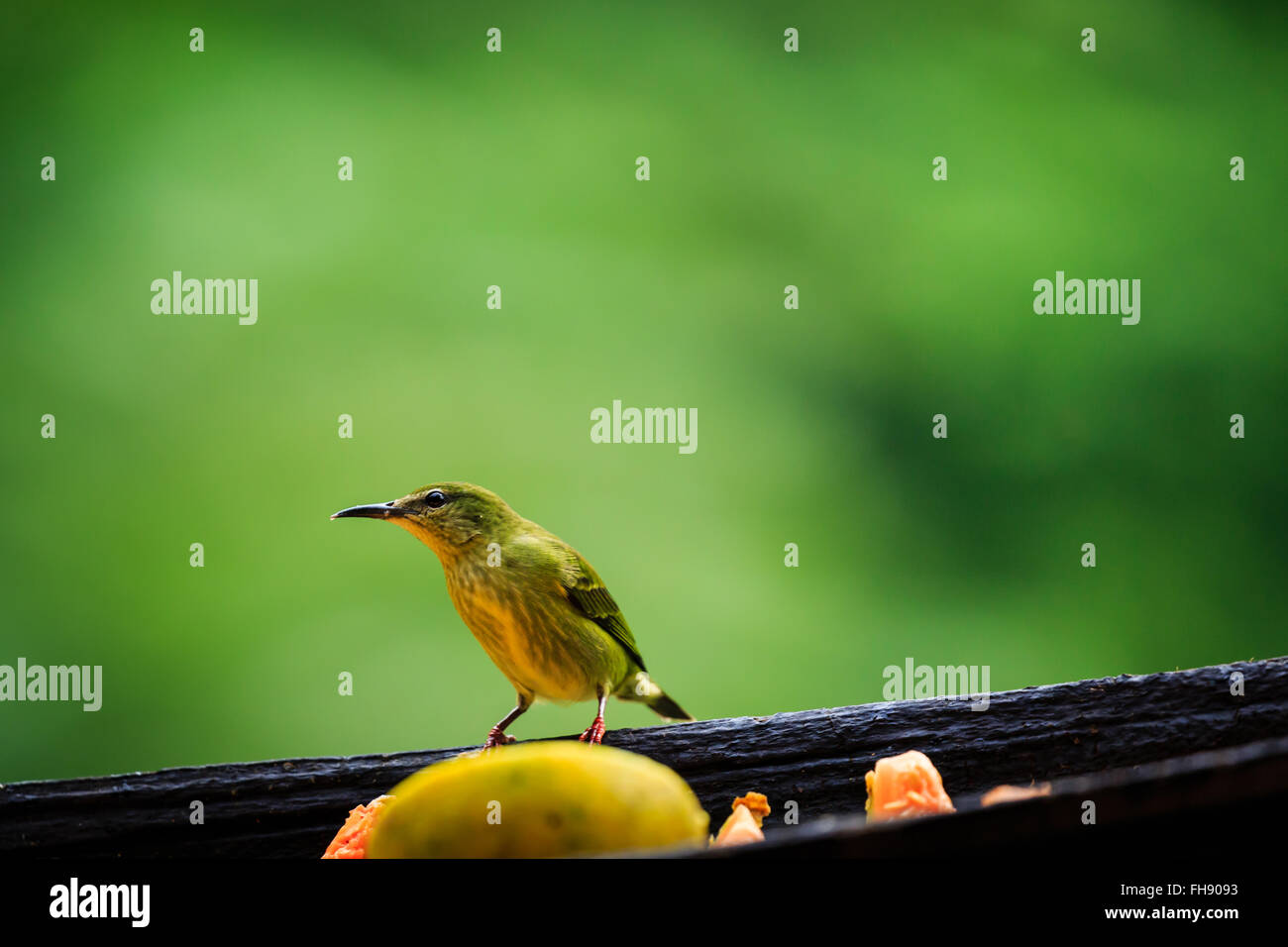 Oiseau Manakins Manacus candei pièces de fruit manger Banque D'Images