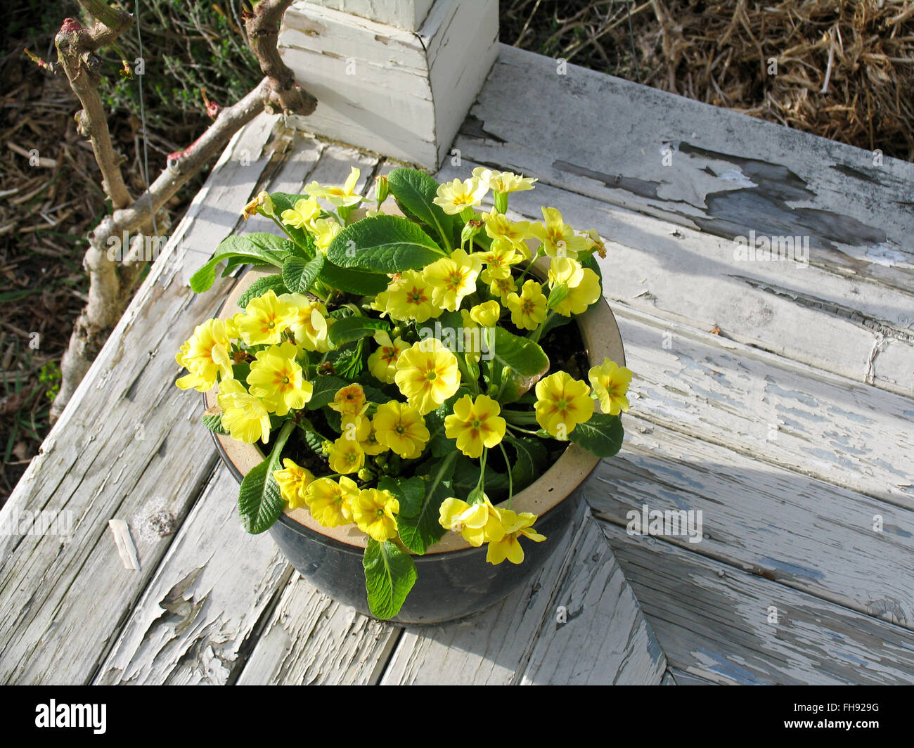 Un pot avec plante à fleurs jaunes sur une véranda en bois Photo Stock -  Alamy