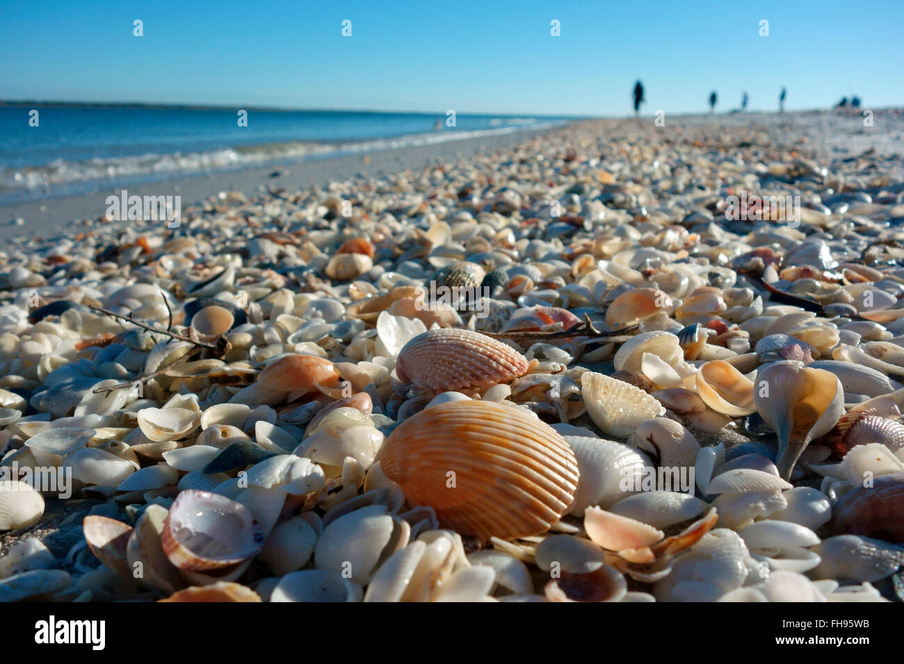 Les coquillages sur une plage du golfe du Mexique dans le sud-ouest de la Floride, USA Banque D'Images