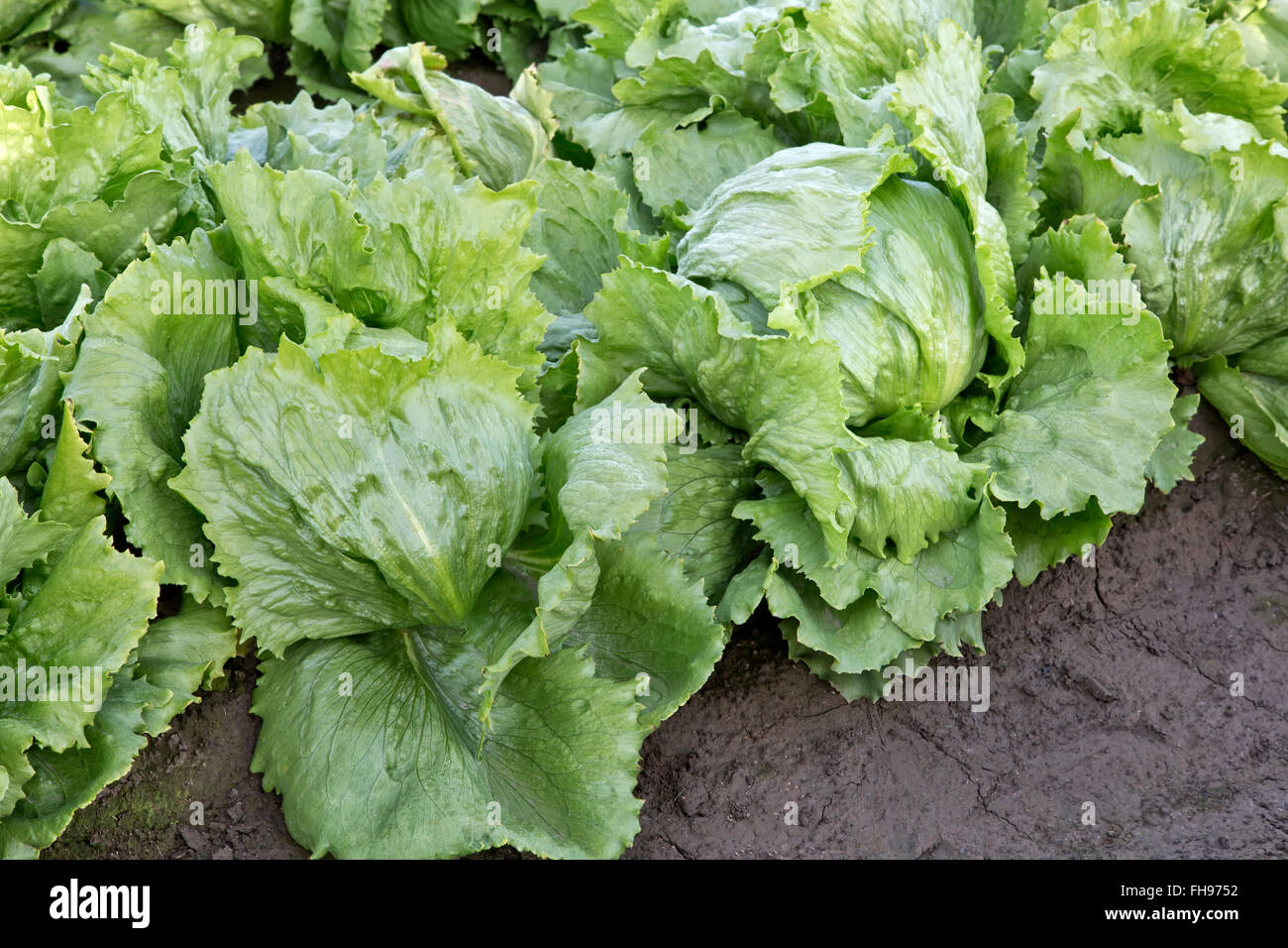 Maturation de la laitue Iceberg 'LACTUCA SATIVA'. Banque D'Images