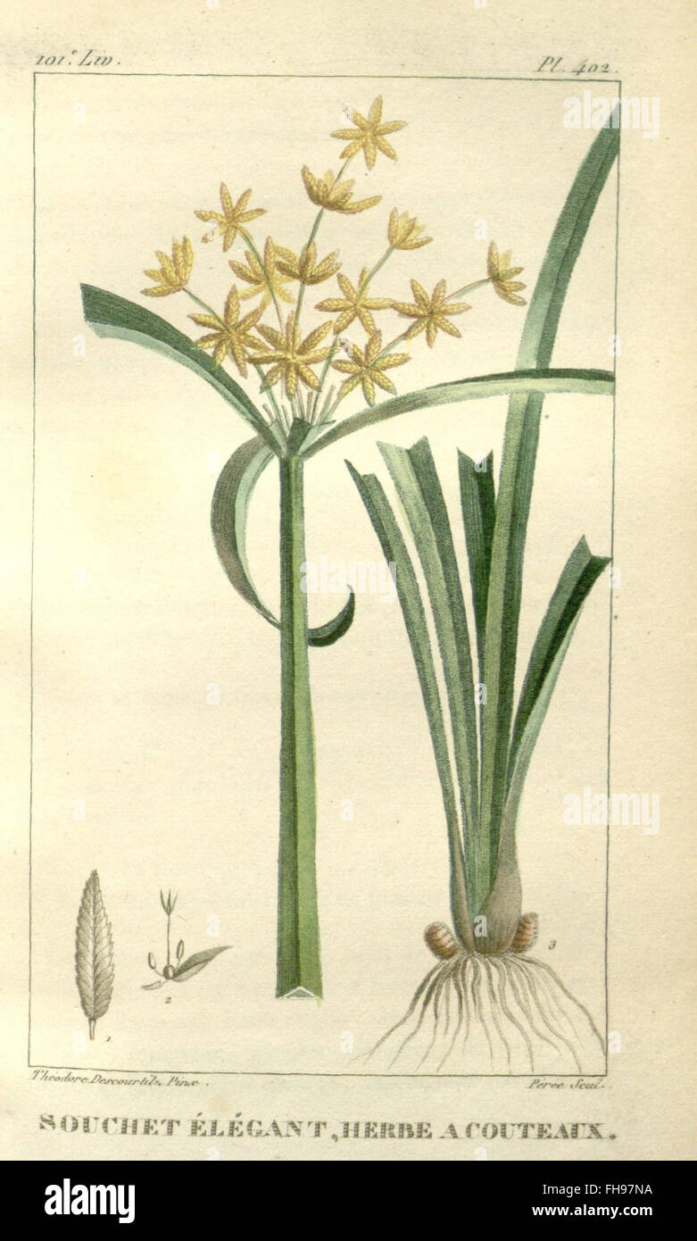 La «flore médicale des Antilles» se concentre sur les plantes médicinales des Antilles et fournit des descriptions détaillées de leurs utilisations et applications en médecine locale. Banque D'Images