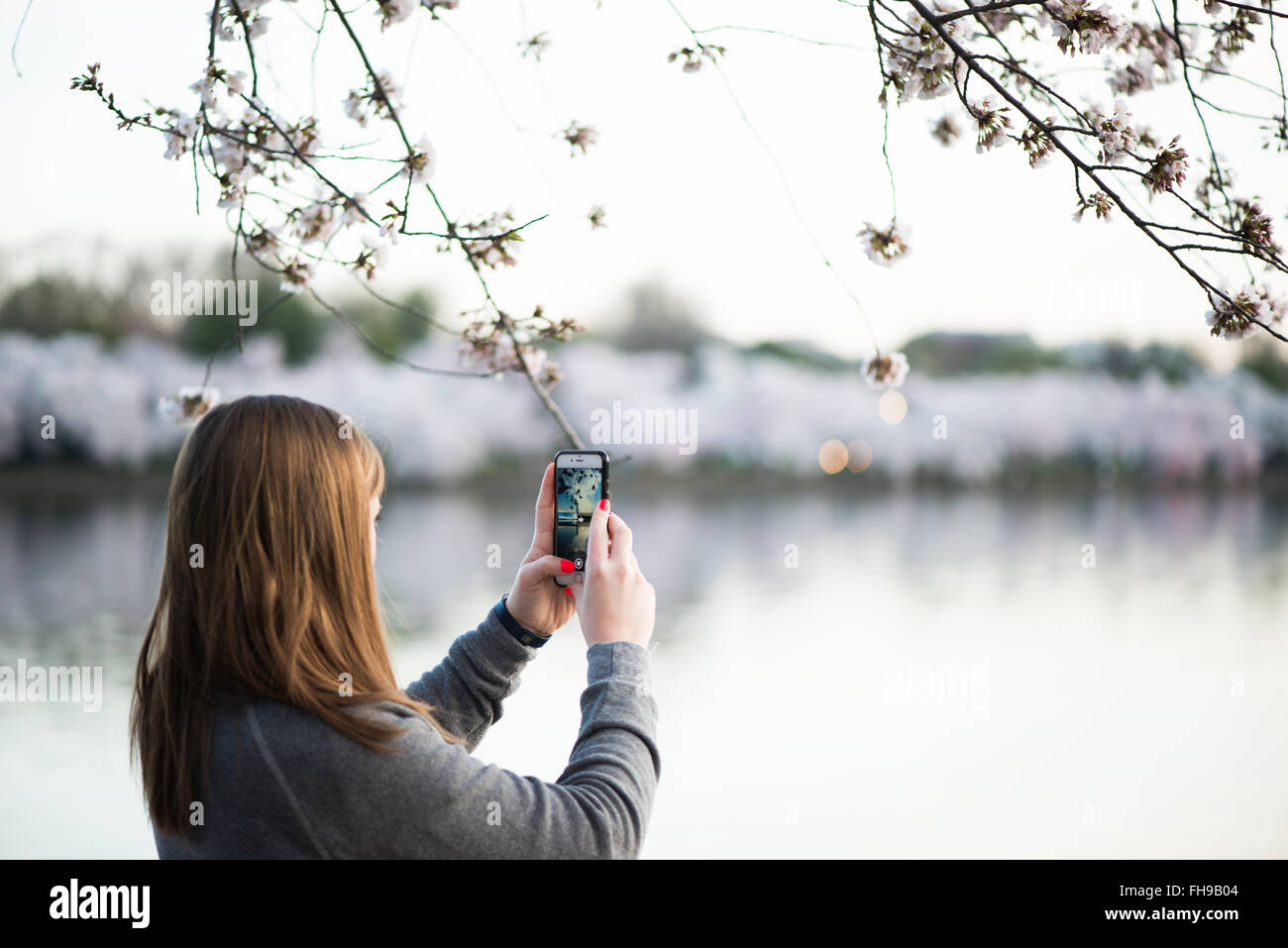 WASHINGTON DC, Etats-Unis - une femme prend une photo avec son smartphone de la floraison des cerisiers autour du Tidal Basin à Washington DC. Banque D'Images