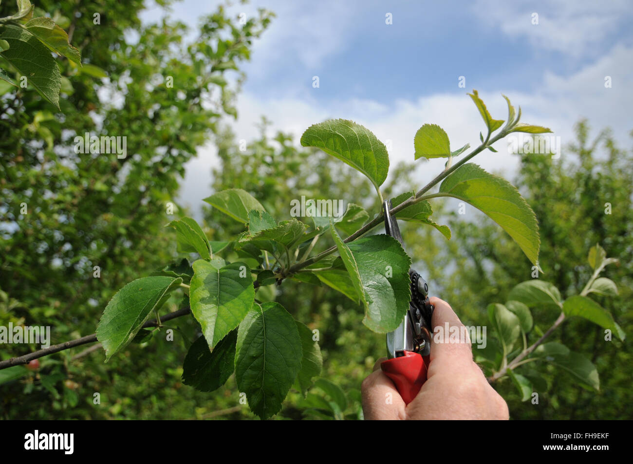 Apple tree pincer Banque D'Images