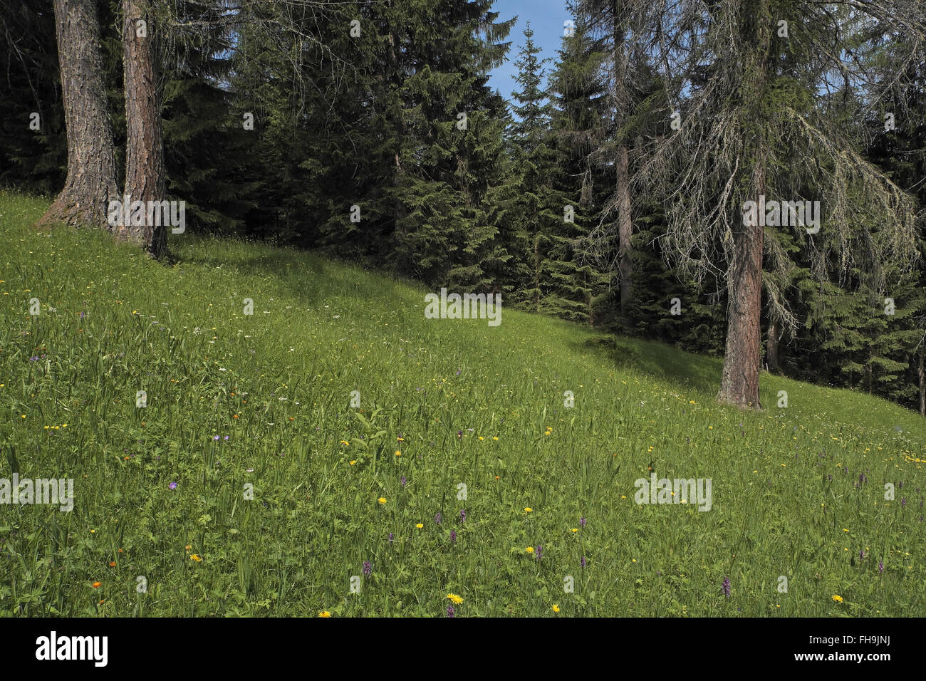 Wild Fleur alpine meadow, au-dessus de ehrwald, alpes autrichiennes, en Autriche. Banque D'Images