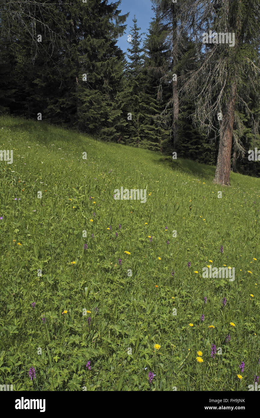 Wild Fleur alpine meadow, au-dessus de ehrwald, alpes autrichiennes, en Autriche. Banque D'Images