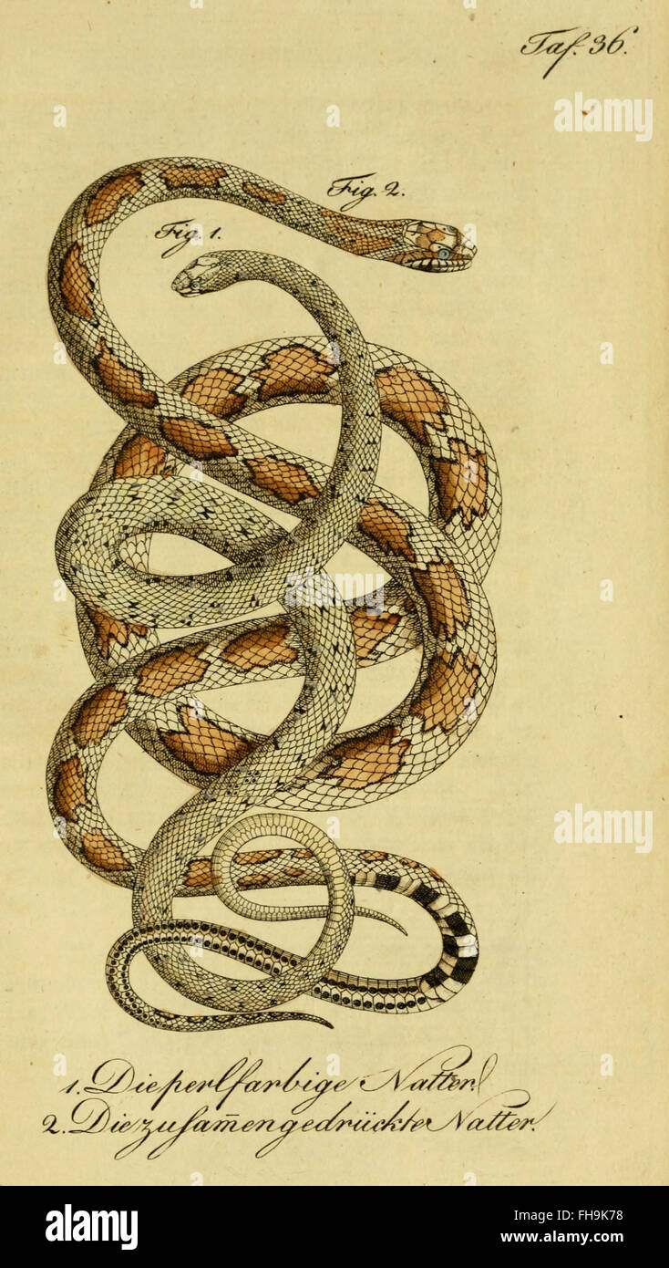 Un ouvrage de Herrn de la Cepede sur l'histoire naturelle des amphibiens et des reptiles, en particulier des animaux à quatre pattes et des serpents, conservé à MCZ de l'Université Harvard et à la bibliothèque Ernst Mayr. Banque D'Images