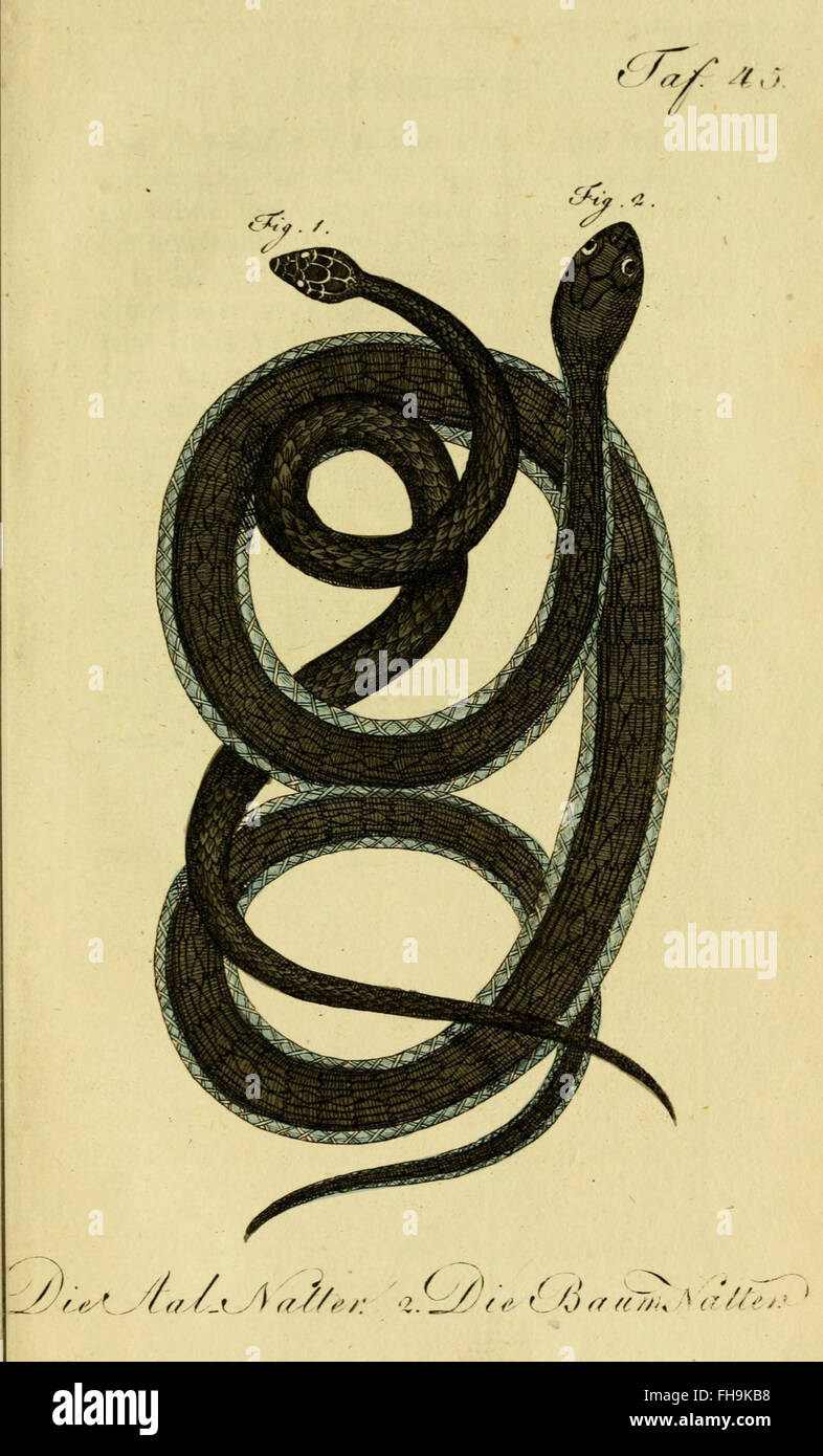 Un ouvrage d'histoire naturelle de Herrn de la Cepede détaillant les amphibiens, les animaux à quatre pattes et les serpents, se concentrant sur la classification et le comportement. Banque D'Images