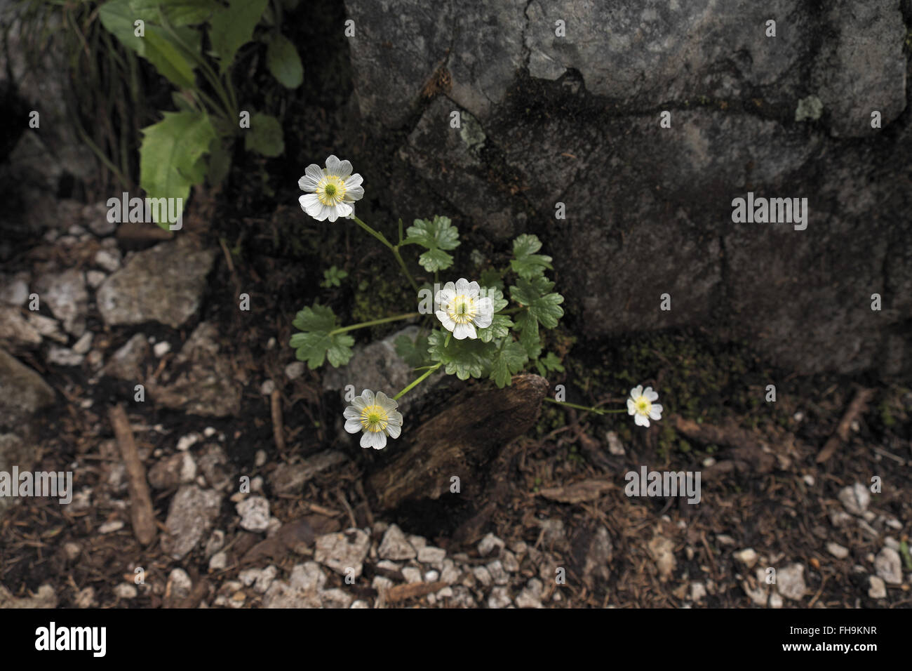 Fleur alpine sauvage (type inconnu), Alpes autrichiennes, au-dessus d'Ehrwald, Autriche. Banque D'Images