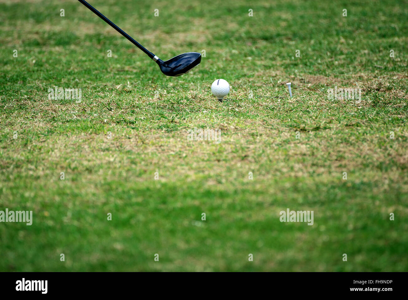 L'équipement de golf, balle de golf avec tee sur le cours. Banque D'Images
