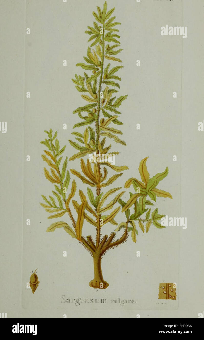 Un travail détaillé sur les plantes et algues hydrophytes du Royaume de Naples, illustré par des images de cryptogammes et de plantes aquatiques. Banque D'Images