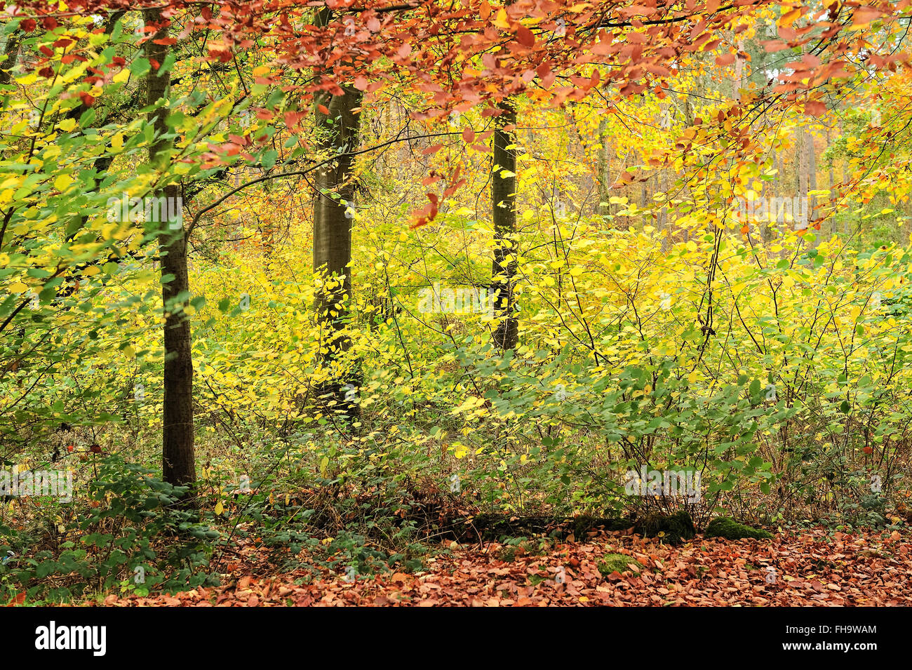 Détail de Micheldever de hêtres en automne Banque D'Images