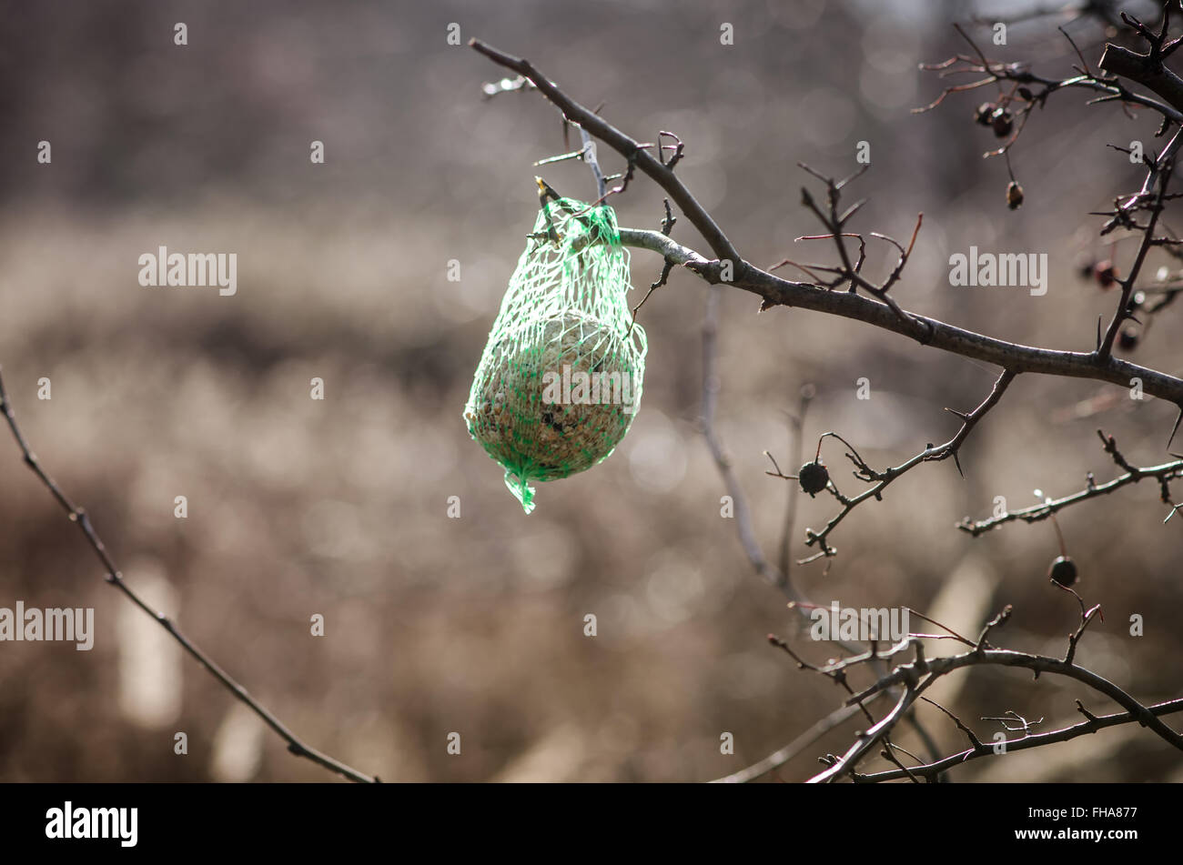 Pour l'alimentation des oiseaux sur des rameaux d'arbres Banque D'Images