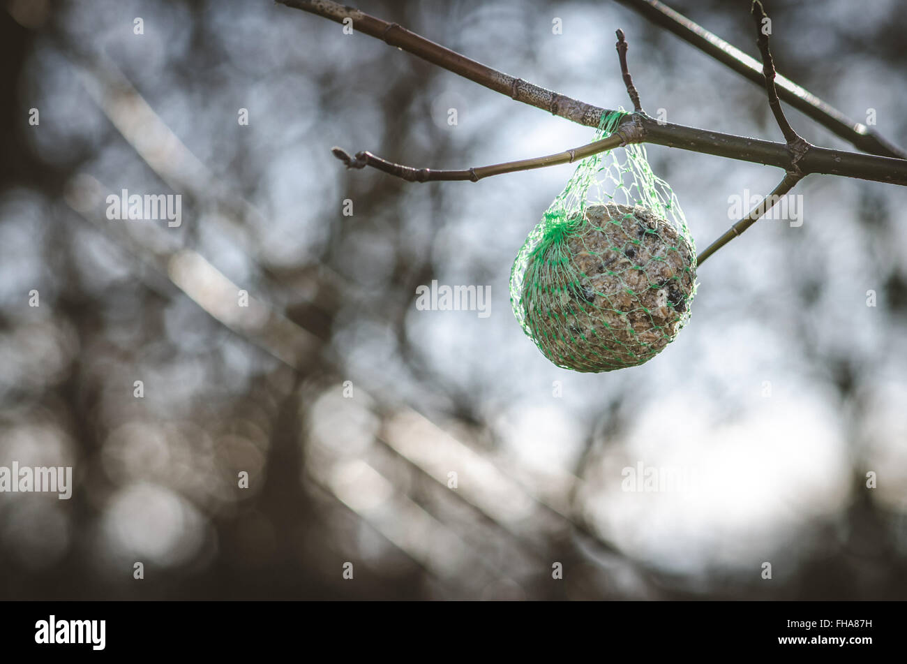 Pour l'alimentation des oiseaux sur des rameaux d'arbres Banque D'Images