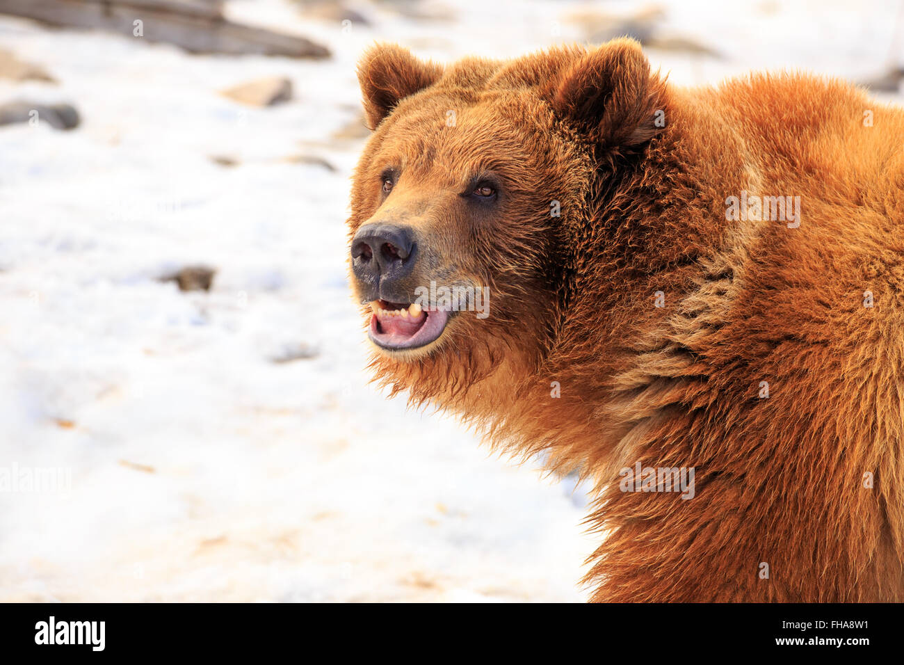 Comité permanent de l'ours grizzli dans la neige avec un sourire qu'on dirait que c'est parler, près de Bozeman, Montana. Banque D'Images