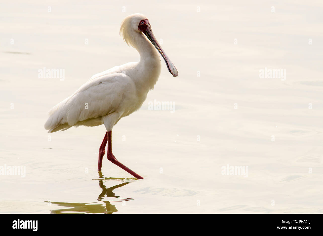 Spatule d'Afrique dans les bas-fonds Banque D'Images