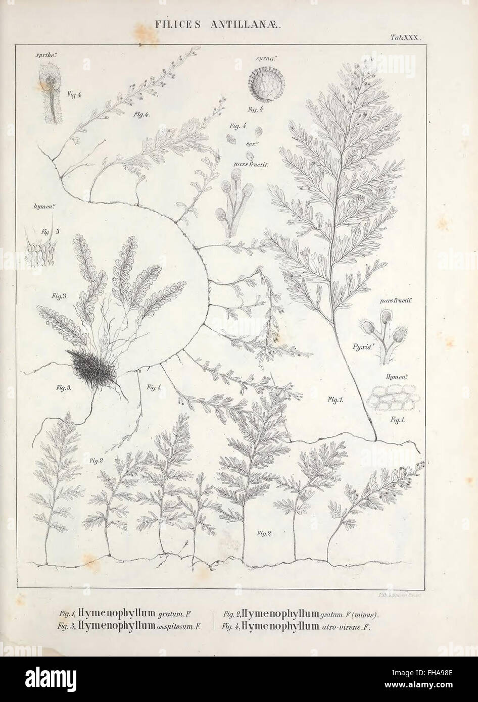 Un travail scientifique sur la famille des fougères, fournissant des descriptions détaillées et des classifications des espèces de fougères. Ce travail fait partie des archives botaniques des bibliothèques de la Smithsonian institution. Banque D'Images