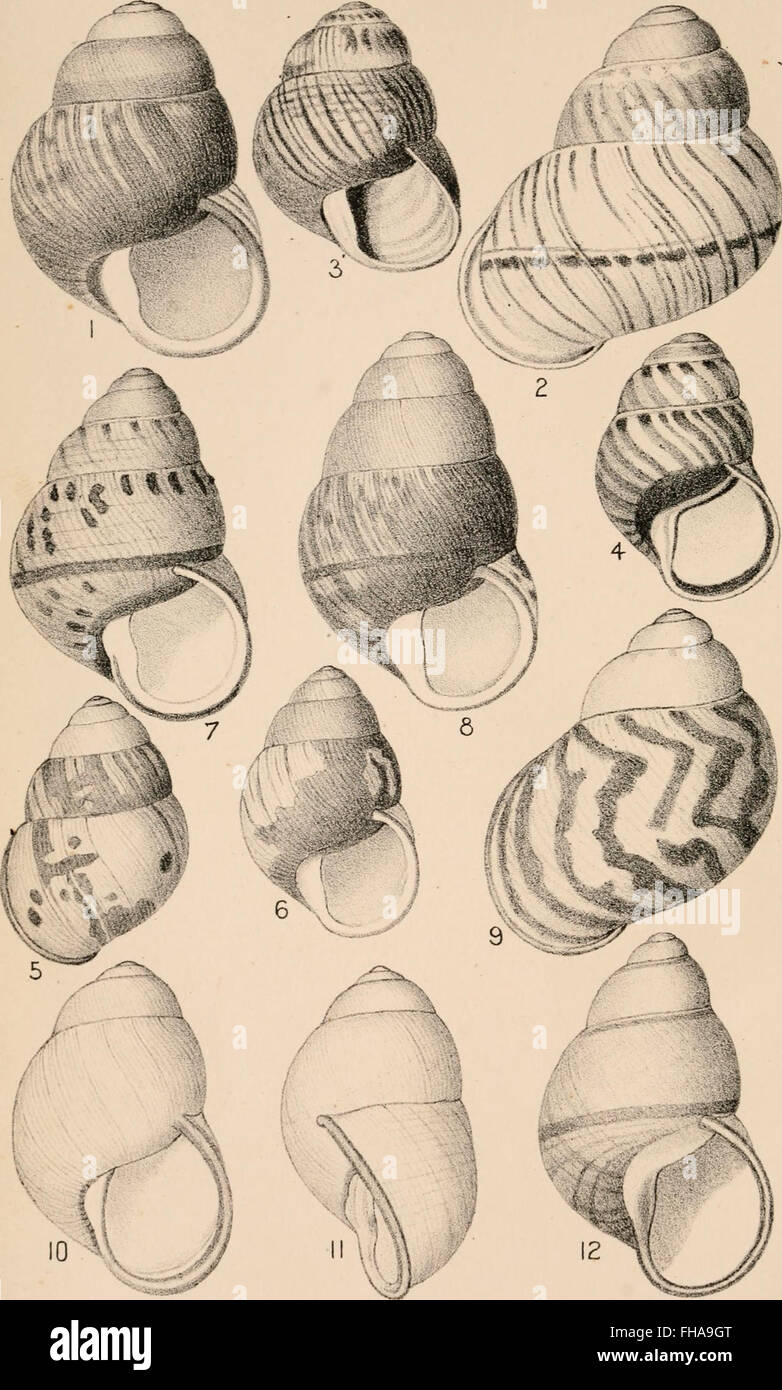 Manuel de conchyliologie, structurelles et systématiques - avec des illustrations de l'espèce (1892) Banque D'Images