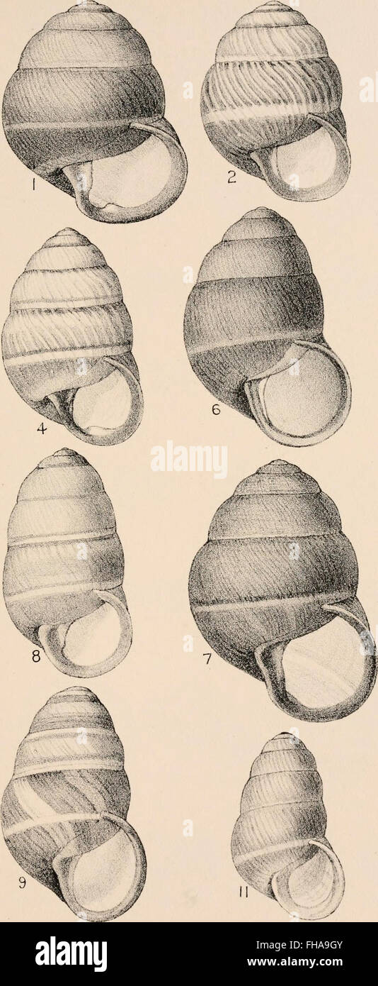 Manuel de conchyliologie, structurelles et systématiques - avec des illustrations de l'espèce (1892) Banque D'Images