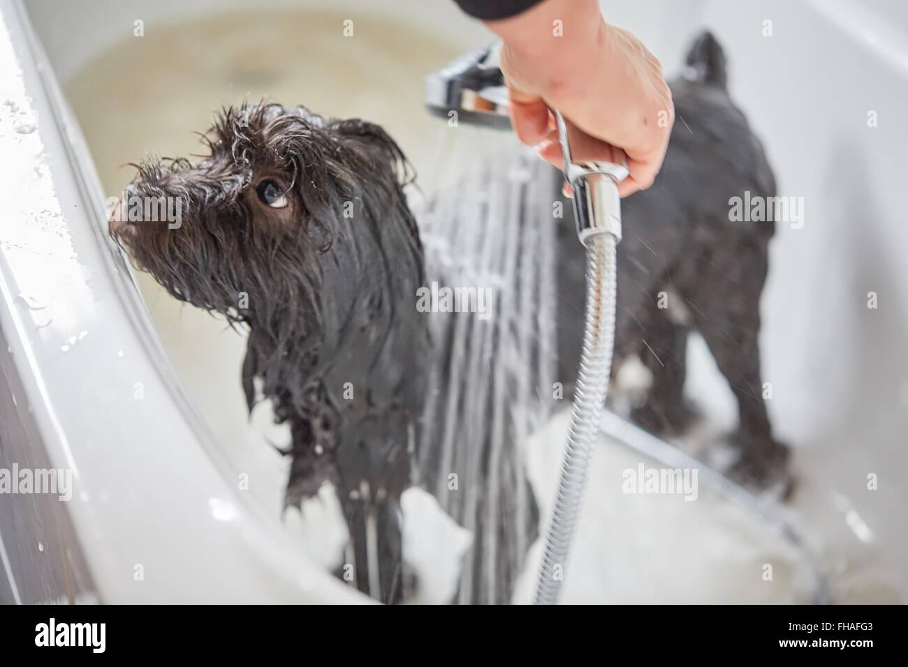 Chien Bichon havanais noir étant pris dans une baignoire Banque D'Images