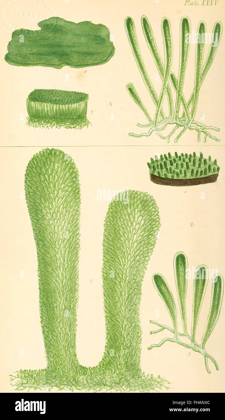 Phycologia britannica, ou, une histoire de la des algues, contenant des chiffres de couleur, les caractères génériques et spécifiques, synonymes, et des descriptions de toutes les espèces d'algues peuplant les rives Banque D'Images