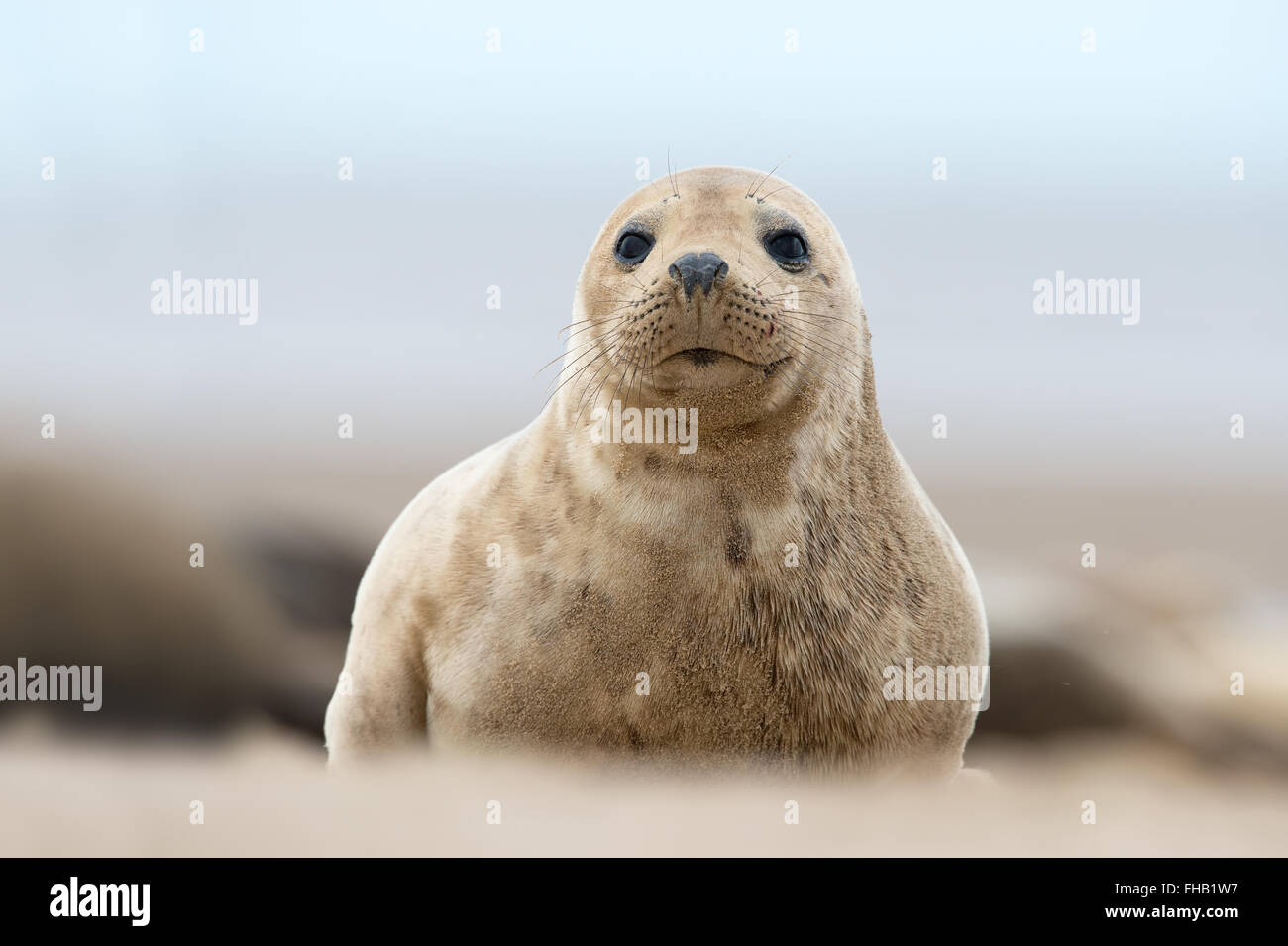 Bébé Phoque gris de l'Atlantique (Halichoerus grypus) Banque D'Images