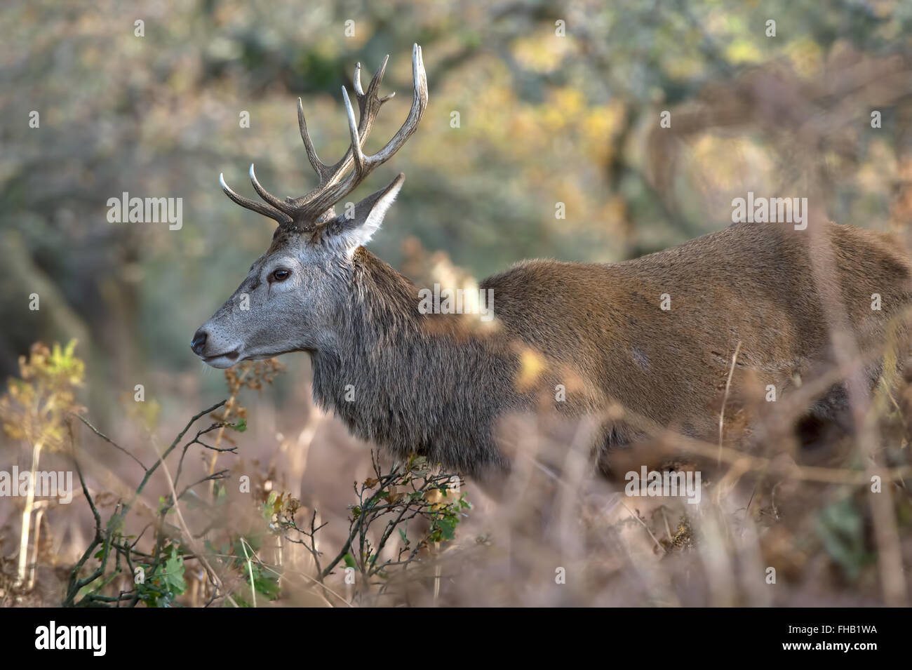 Red Deer (Cervus elaphus) Stag Banque D'Images