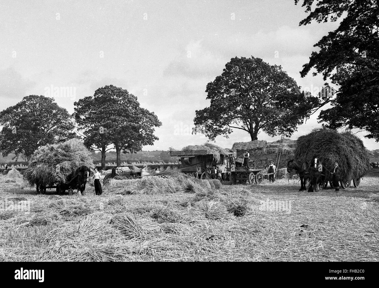 La récolte du foin en scène rurale en été Shropshire England Angleterre Uk 1950 Banque D'Images