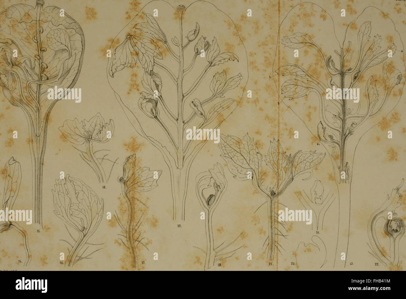 Rapports de l'Académie impériale des sciences, couvrant les discussions en mathématiques et sciences naturelles de 1879. Banque D'Images