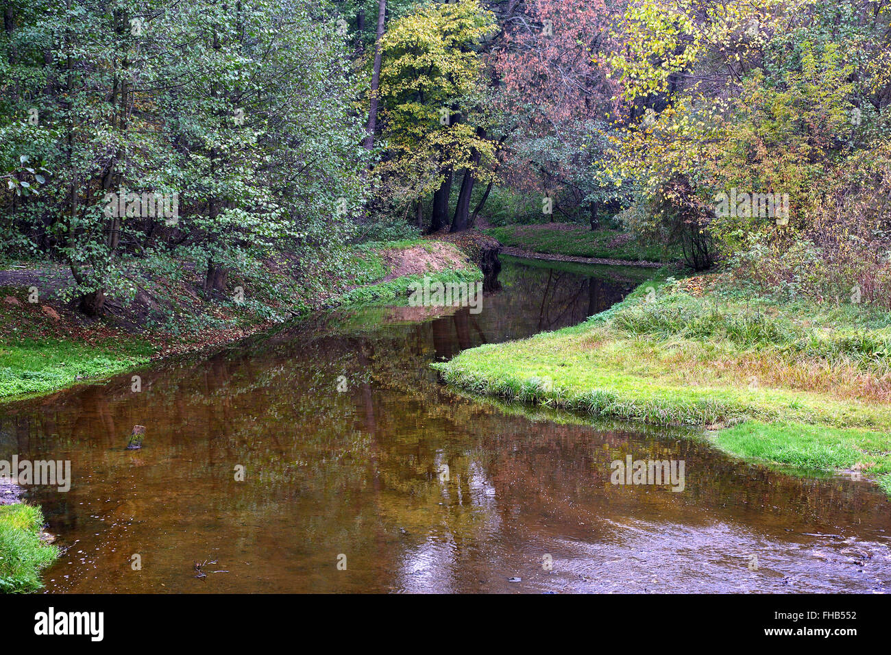 Petit ruisseau dans la forêt sauvage Banque D'Images