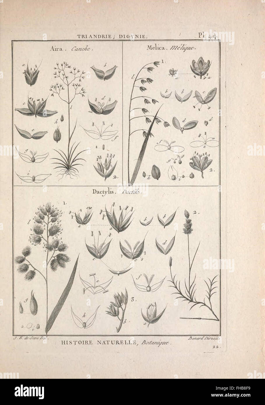Un ouvrage de référence illustré sur la classification des plantes, des animaux et des minéraux, détaillant les trois royaumes principaux de la nature, avec un accent sur la botanique. Banque D'Images