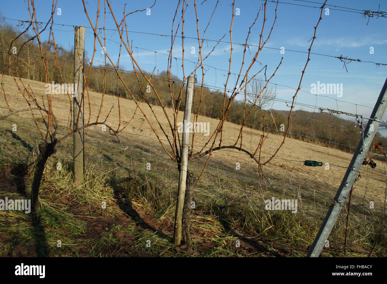 Vitis vinifera, la vigne, l'élagage befor Banque D'Images