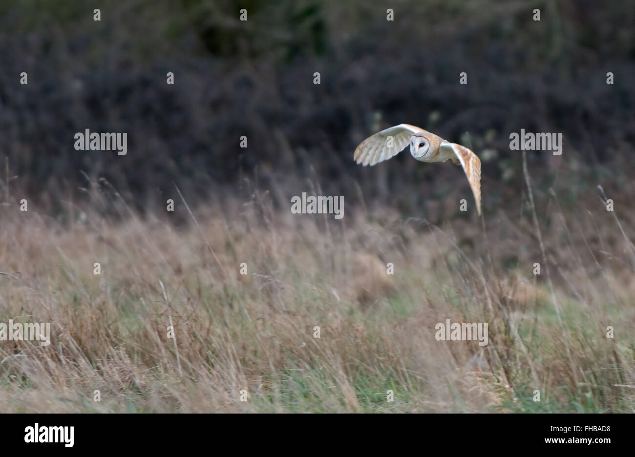 Owl-Tyto grange alba chasse. L'hiver. Uk Banque D'Images