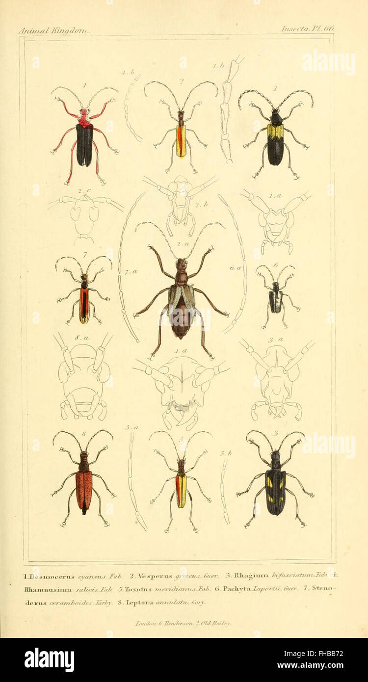 Un travail zoologique fondamental qui organise le règne animal en fonction de sa structure et de sa fonction, fournissant une base scientifique pour l'étude de l'histoire naturelle. Banque D'Images