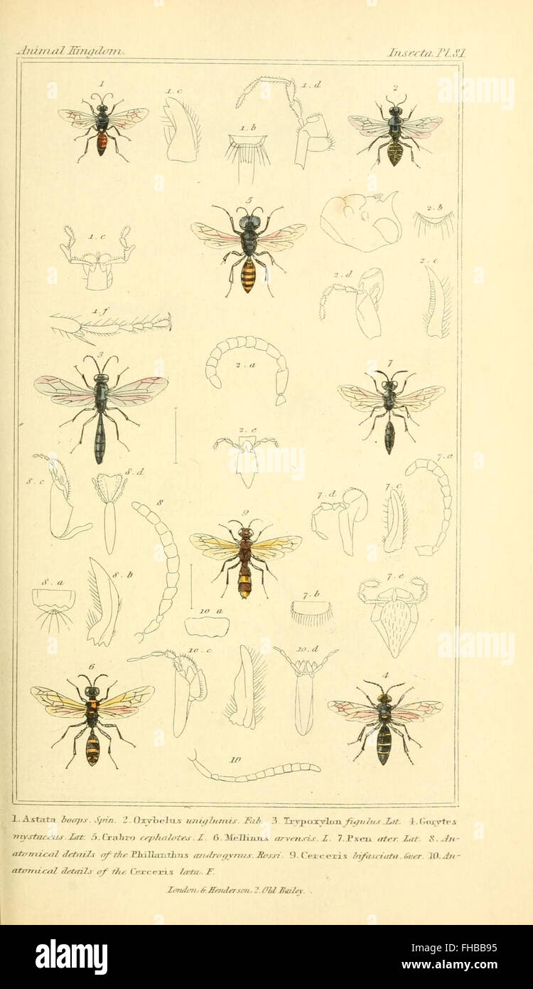 Ce travail fondamental sur la classification animale organise les ...
