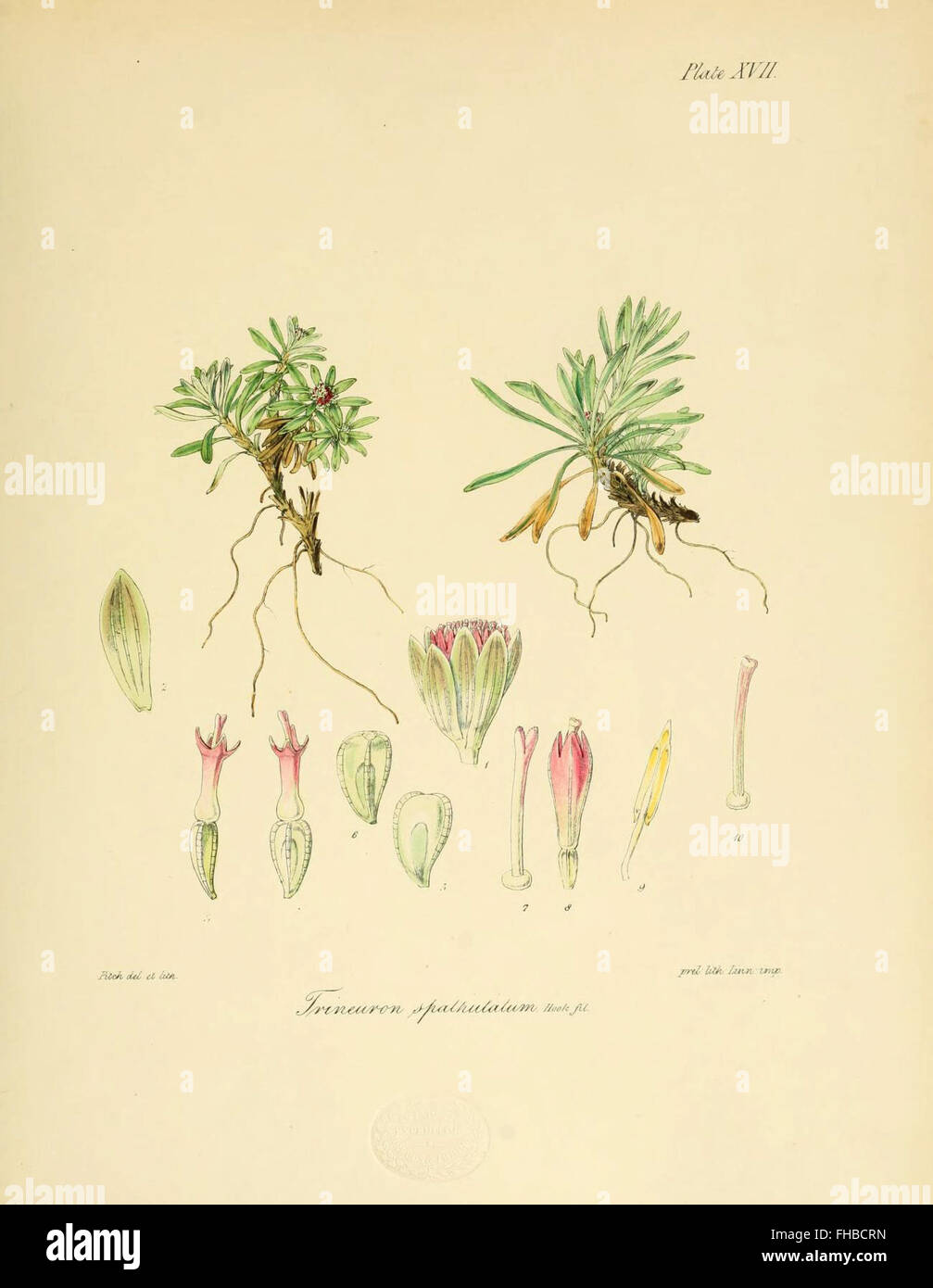 Botanany MBLWHOI Library Woods Hole Banque D'Images