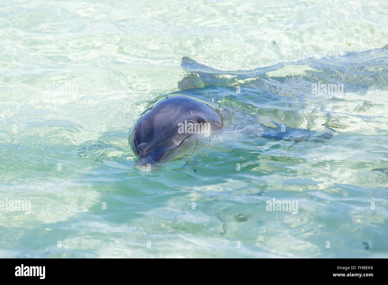 Les dauphins dans la mer des Caraïbes. Cayo largo Banque D'Images