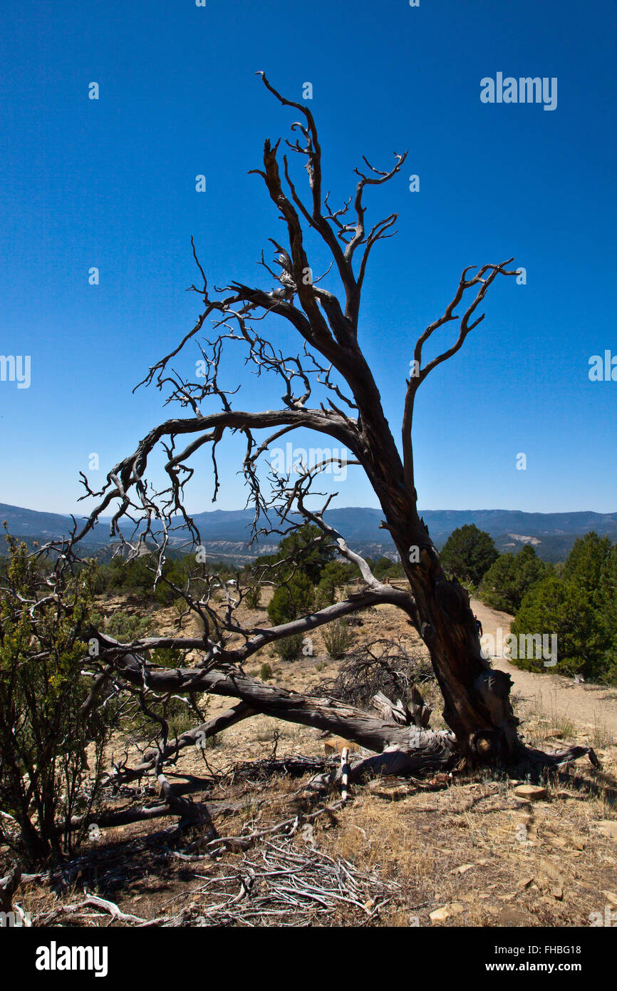 Un mort à Pinon Pine CHIMNEY ROCK NATIONAL MONUMENT - LE SUD DU COLORADO Banque D'Images