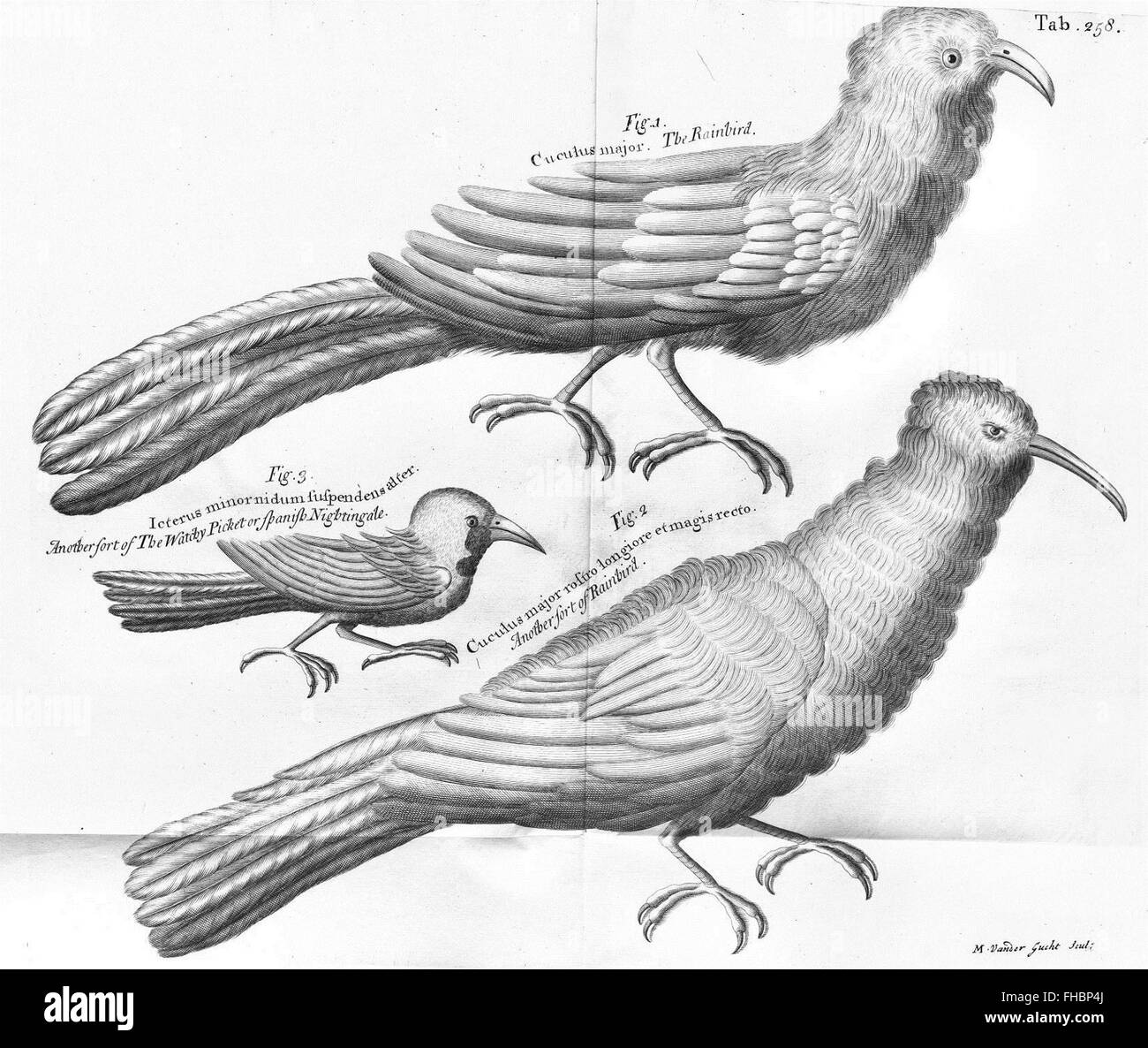Un voyage de 1707 vers les îles incluant Madère, Barbade, Nieves, regroupant Christopher et Jamaïque, documenter les espèces végétales et l'histoire naturelle de la région Banque D'Images