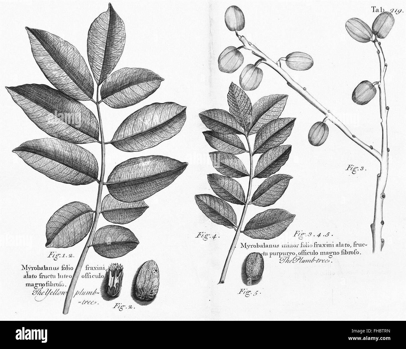 Un voyage à Madère, Barbados, Nieves, en particulier Christopher, et en Jamaïque, 1707 Banque D'Images