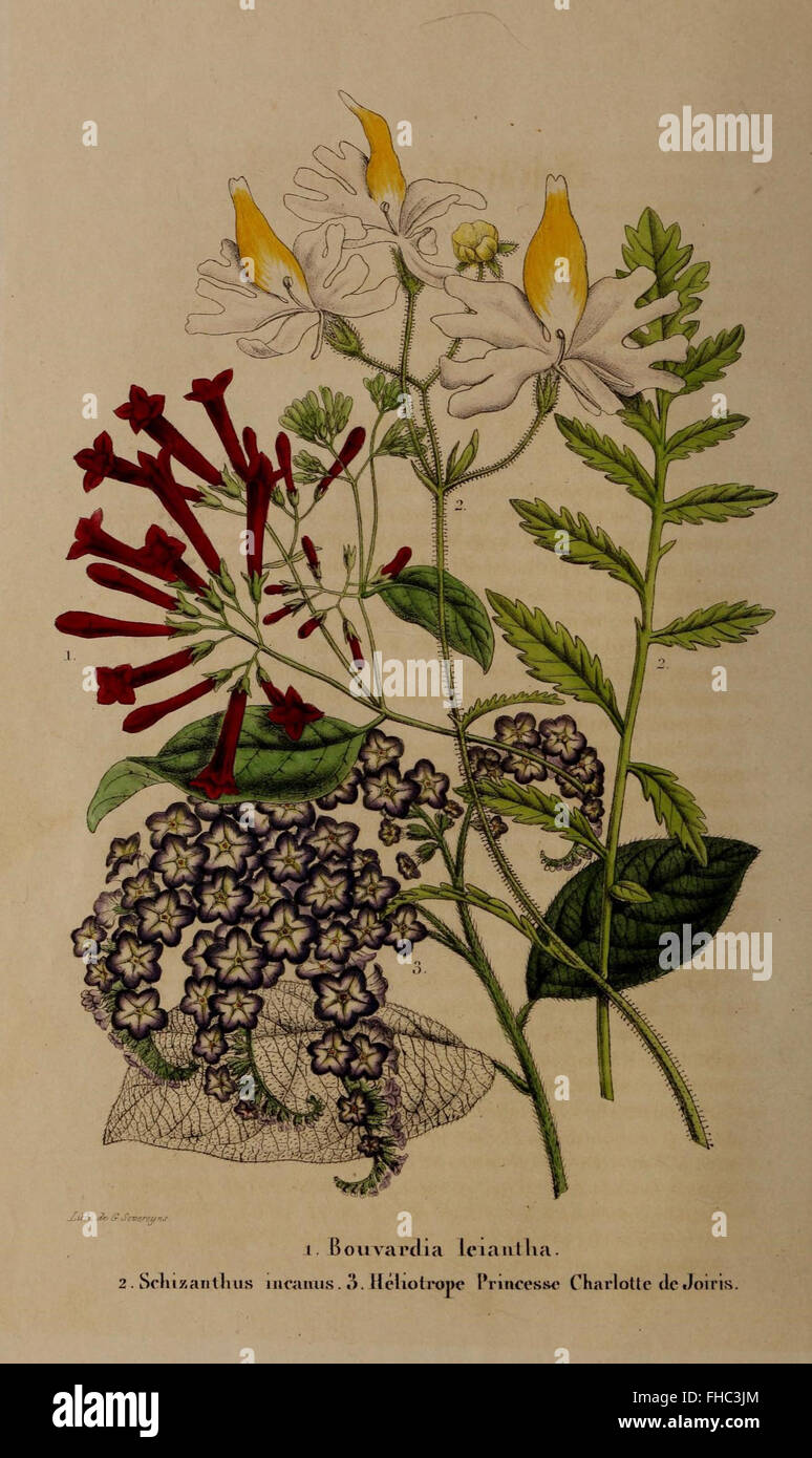 Périodique horticole belge consacré à l'étude et à la pratique du jardinage et de la culture des plantes, hébergé dans les bibliothèques botaniques de l'Université Harvard. Banque D'Images