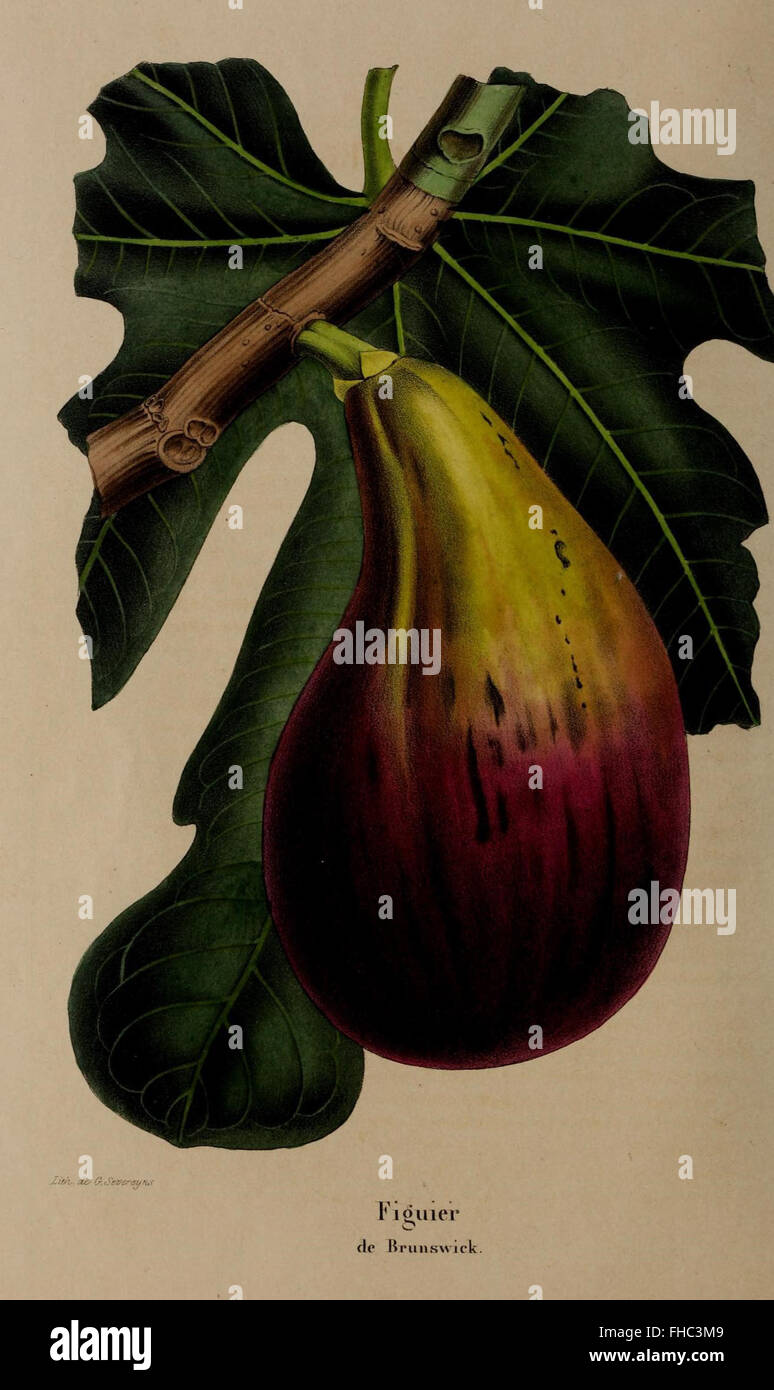 Périodique horticole belge présentant diverses plantes, techniques de jardinage et innovations horticoles en Belgique. Banque D'Images