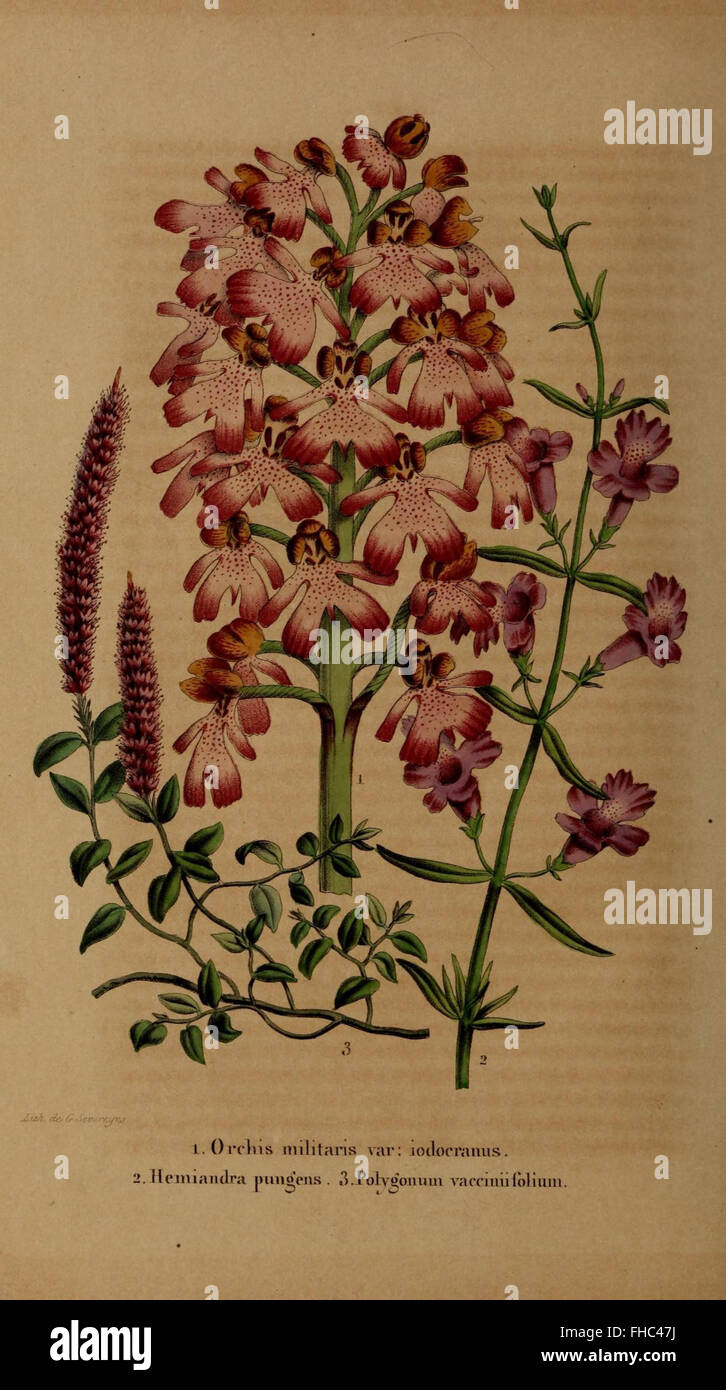 Un périodique sur l'horticulture en Belgique, centré sur les plantes de jardin, leur culture et les innovations dans les pratiques horticoles belges. Banque D'Images