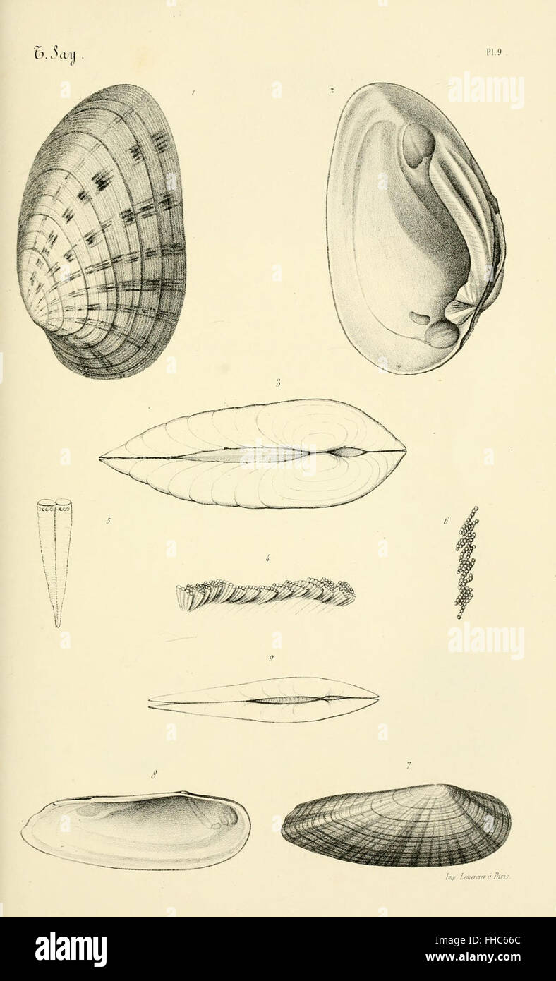 MOLLUSQUES COQUILLE COQUILLAGE Coquille Engraving Gravure sur Cuivre
