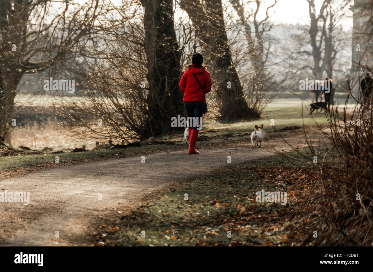 Une femme en veste rouge vif et wellies faites une balade hivernale avec ses chiens. Banque D'Images