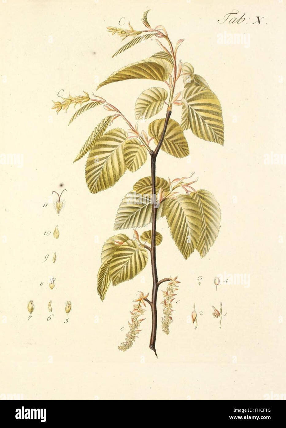 Une œuvre présentant des illustrations d'arbres, d'arbustes et de buissons sauvages, avec des descriptions détaillées de leur apparence naturelle, conservée dans les archives botaniques. Banque D'Images