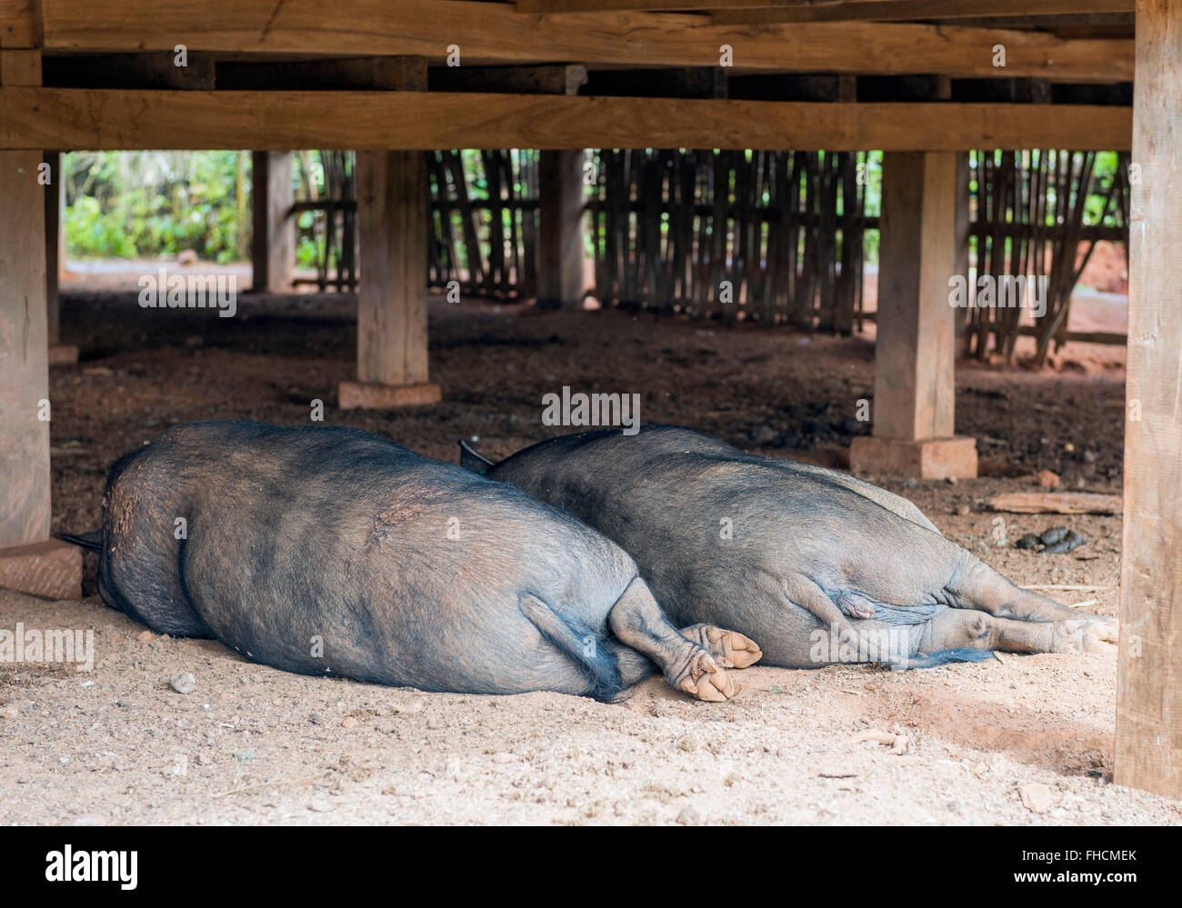 Les porcs de couchage, l'État Shan, en Birmanie Banque D'Images